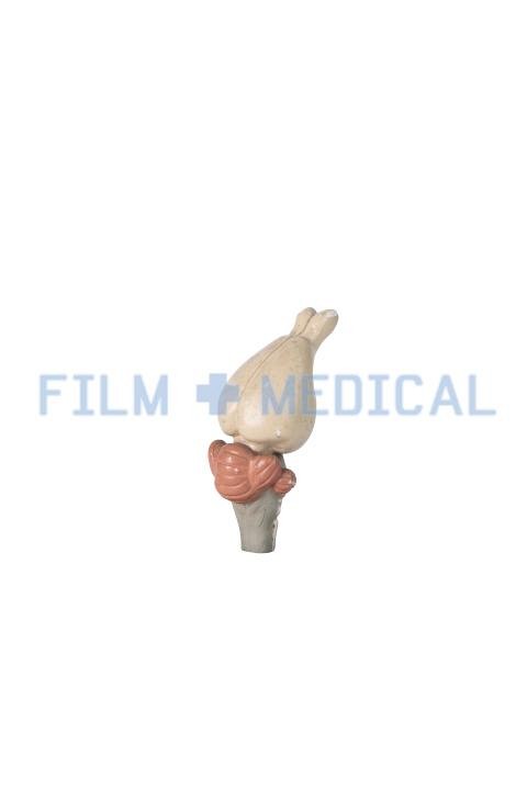Anatomical Model Knee Joint